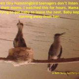 Teenage hummingbirds don't listen to mmom