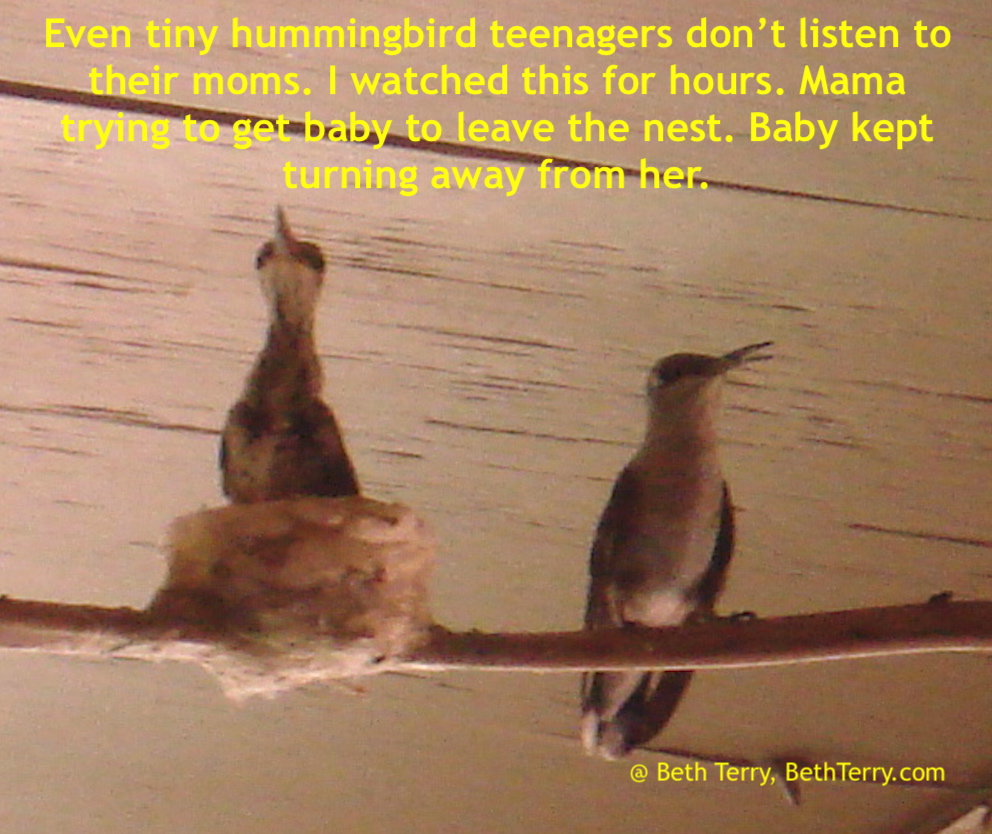Teenage hummingbirds don't listen to mmom